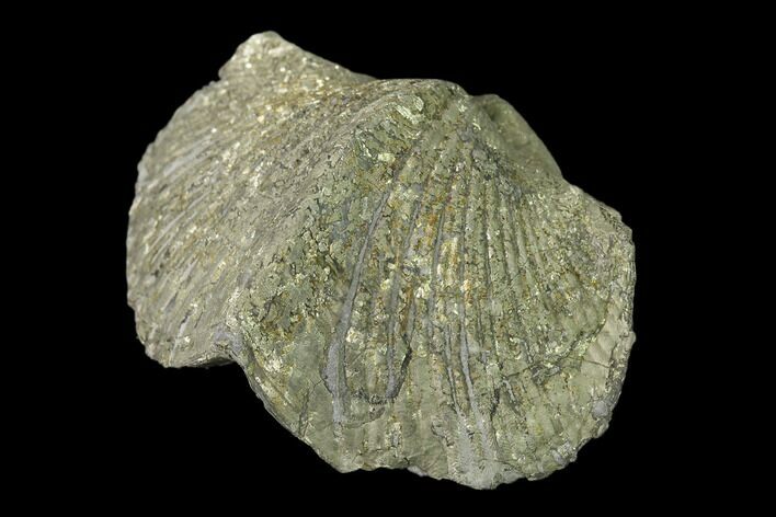 Pyrite Replaced Brachiopod (Paraspirifer) Fossil - Ohio #135558